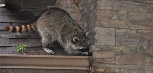 wildlife control dayton ohio raccoon on roof