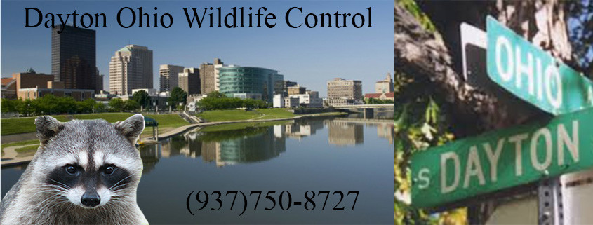 wildlife control dayton ohio