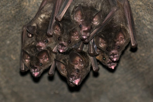 wildife control dayton ohio hanging bats