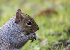 wildife control dayton ohio feeding squirrel