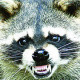 wildlife control dayton ohio growling raccoon
