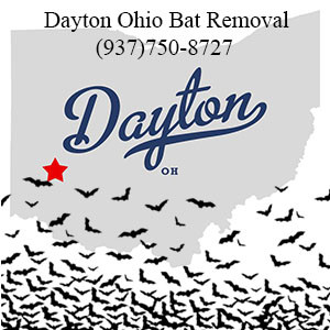 Dayton Ohio bat removal