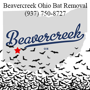 Beavercreek Ohio Bat Removal