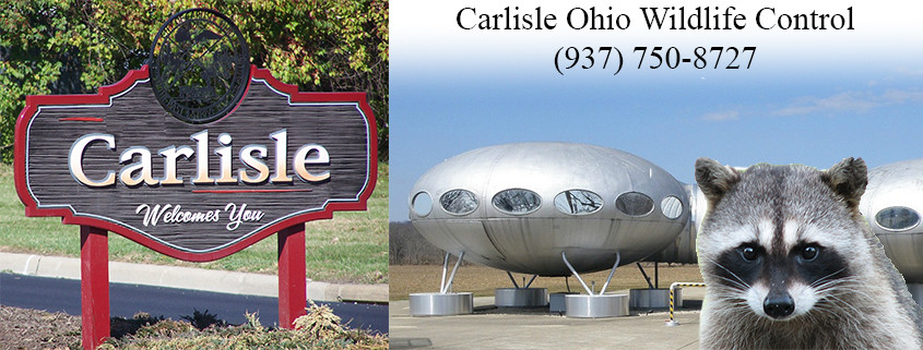 Carlisle Ohio wildlife control