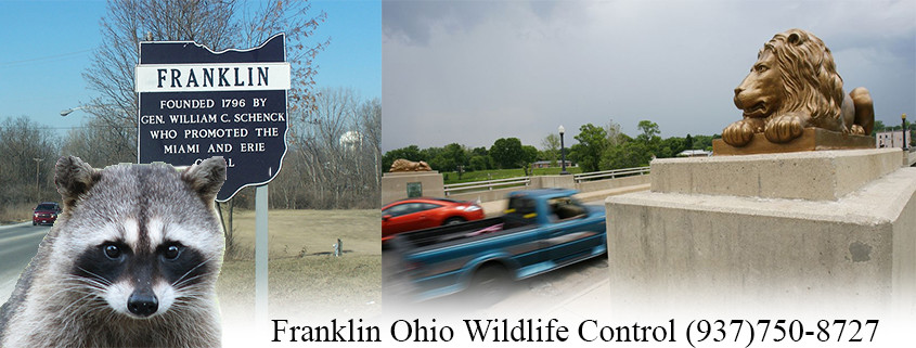 Franklin Ohio wildlife control