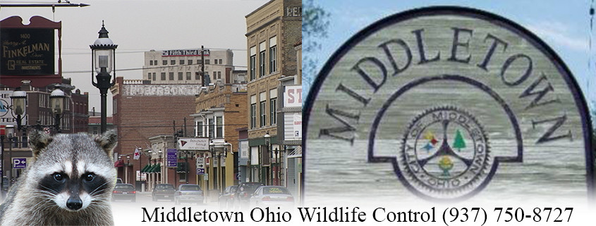 Middletown Ohio wildlife Control