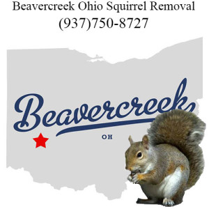 beavercreek squirrel removal