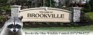 Brookville Ohio wildlife control