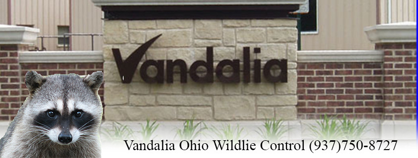 vandalia ohio wildlife control