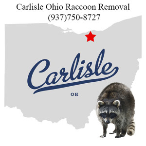 Carlisle Ohio Raccoon Removal