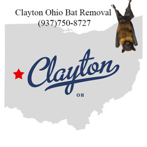 clayton ohio bat removal