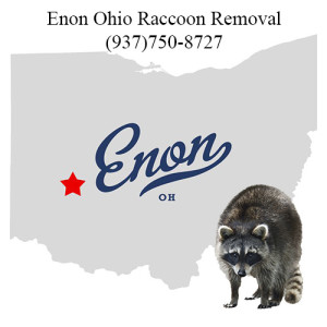 Enon Ohio Raccoon Removal
