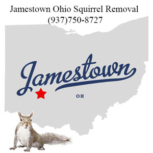 Jamestown Ohio Squirrel Removal