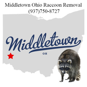 Middletwon Ohio Raccoon Removal