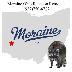 Moraine Ohio Raccoon Removal