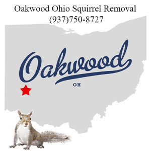 Oakwood Ohio Squirrel Removal