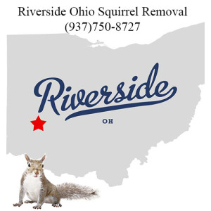 Riverside Ohio Squirrel Removal