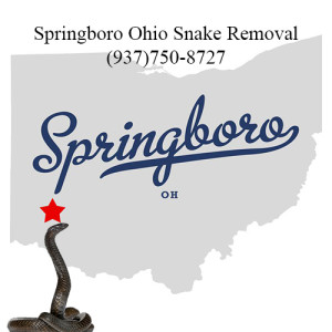 springboro ohio snake removal