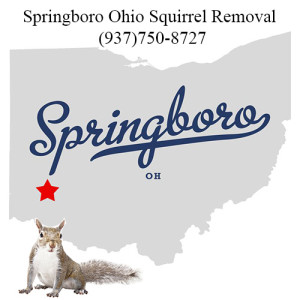 Springboro Ohio Squirrel Removal