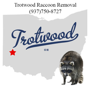 Trotwood ohio Raccoon Removal