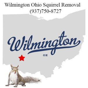 Wilmington Ohio Squirrel Removal