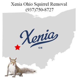 Xenia Ohio Squirrel Removal