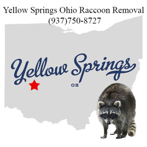 Yellow Springs Ohio Raccoon Removal