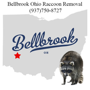 Bellbrook Raccoon Removal
