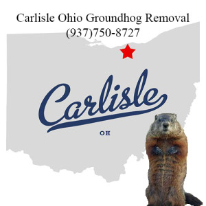 carlisle ohio groundhog removal