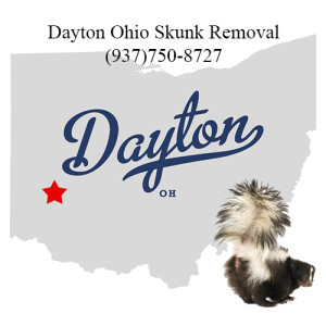 dayton ohio skunk removal