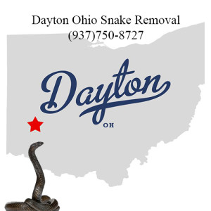 dayton ohio snake removal