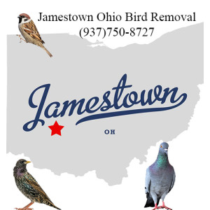 jamestown ohio bird removal