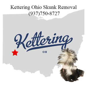 kettering ohio skunk removal
