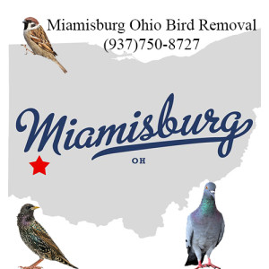 miamisburg ohio bird removal