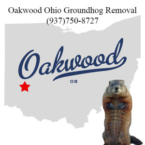 oakwood ohio groundhog removal