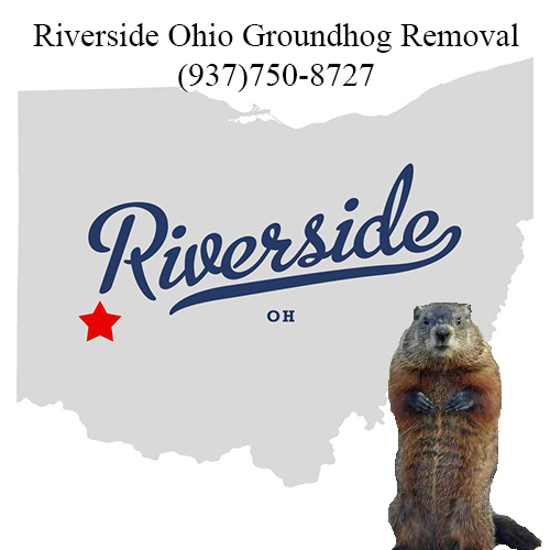 riverside ohio groundhog removal