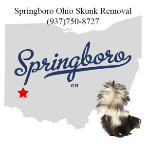 springboro ohio skunk removal
