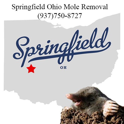 springfield ohio mole removal
