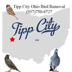 tipp city ohio bird removal