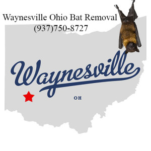 waynesville ohio bat removal