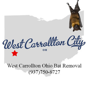 west carrollton ohio bat removal
