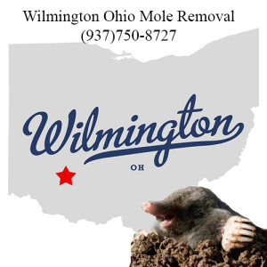 wilmington ohio mole removal