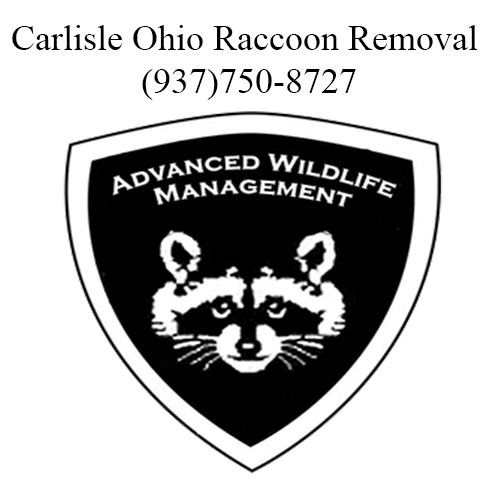 carlisle ohio raccoon removal