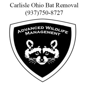 carlisle ohio bat removal