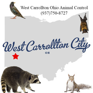 west carrollton ohio animal control
