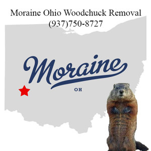 Moraine ohio woodchuck removal