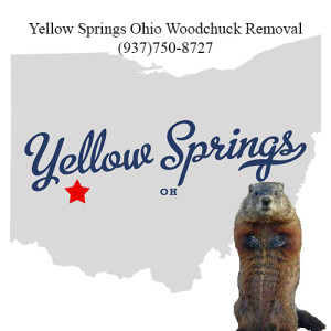 Yellow springs ohio woodchuck removal