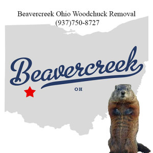 beavercreek ohio woodchuck removal