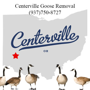centerville ohio goose removal 763-307-4384