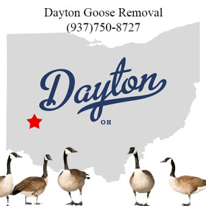 dayton ohio goose removal 763-307-4384